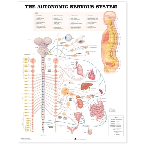 Anatomische Lehrtafel Peripheres Nervensystem 50x67cm