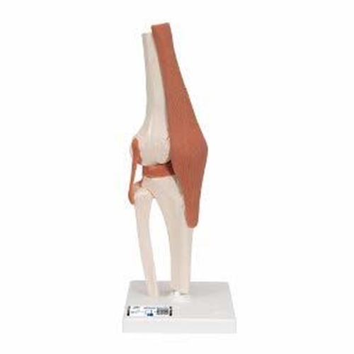 Anatomisk modell - Knäled 12x12x34cm