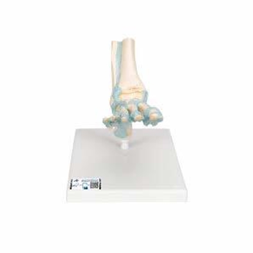 Anatomisk modell - Fotskelett 23x18x30cm