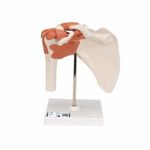 Anatomisk modell - Axelled 16x12x20cm