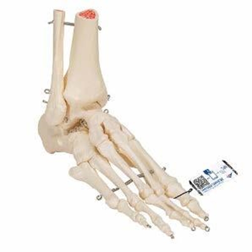 Anatomisches Modell Fuß- und Sprunggelenkskelett 7x16x22 cm