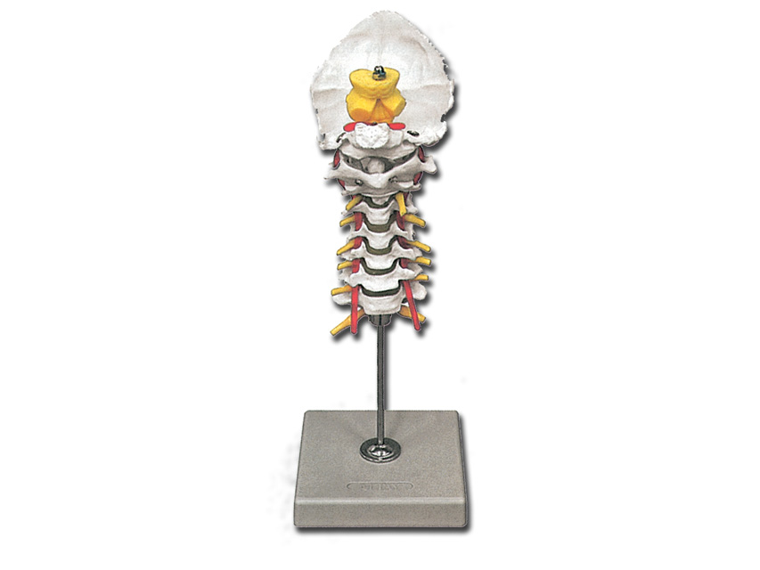 Halswirbelsäule