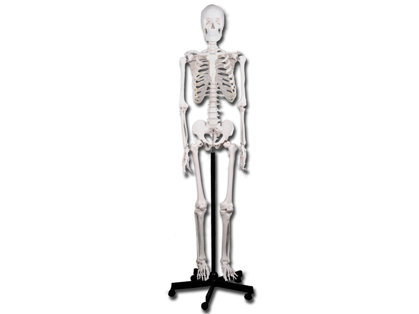 Anatomiczny model ludzkiego szkieletu