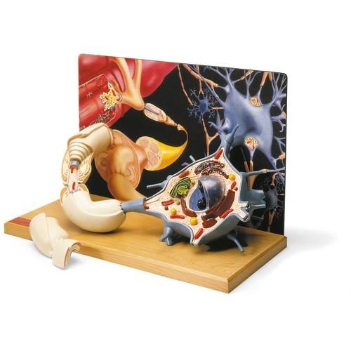 Diorama neuronu ruchowego