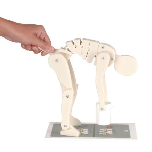 Manekin demonstracyjny do podnoszenia