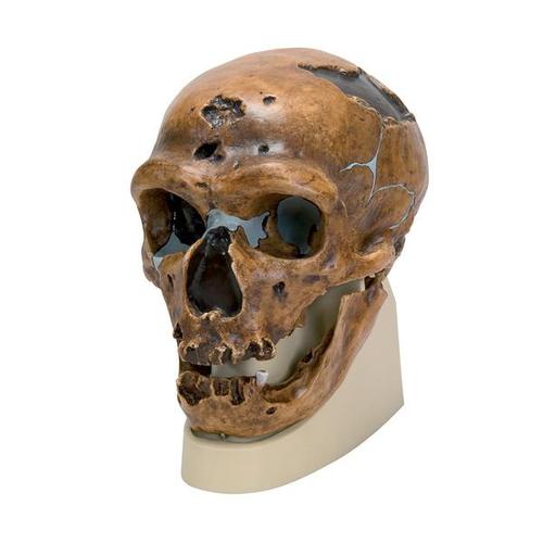 Replika Homo Neanderthalensis Kranium (La Chapelle-aux-Saints 1)