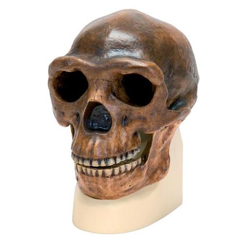 Replika av Homo Erectus Pekinensis-kranium (Weidenreich, 1940)