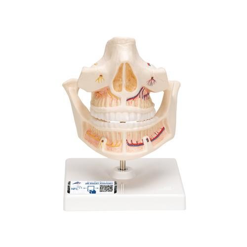 Adult dental model with nerves and roots