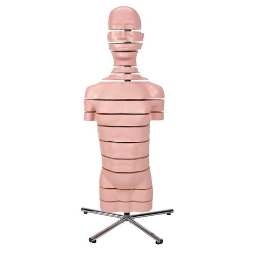 MR Torsomodell med 15 tvärsektioner
