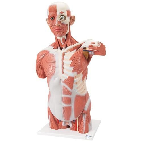 Anatomiczny model torsu mięśniowego człowieka w naturalnej wielkości 27 części