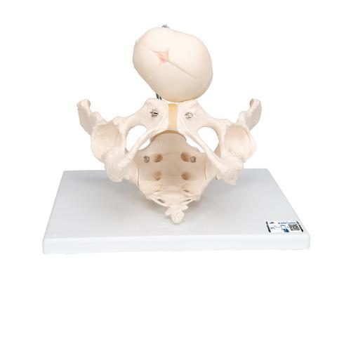 Demonstrationsbækken til fødsel af barn skeletmodel med fosterkranium