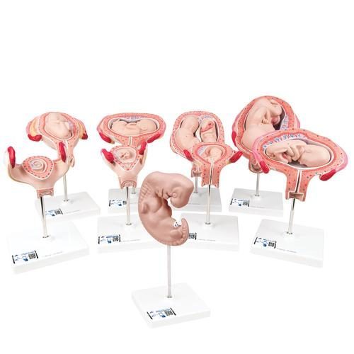 Deluxe graviditetsmodelserie med 9 individuelle embryo- og fostermodeller