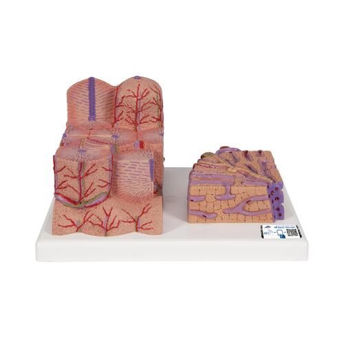 3B MICROanatomy liver model