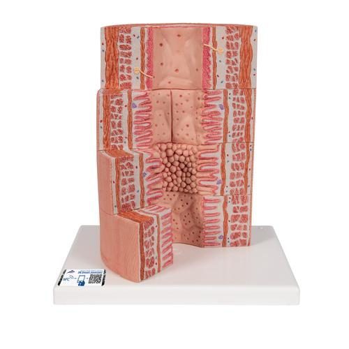 3B MICROanatomy Digestive system model, 20 times magnified