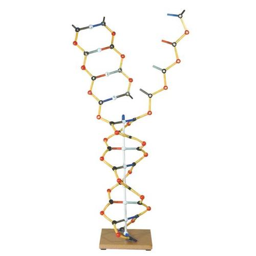 DNA - RNA