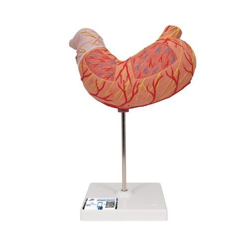 Anatomisches Magenmodell 2-teilig