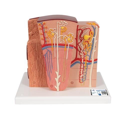 3B MICROanatomy kidney model