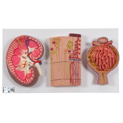 Anatomisk nyremodel med nefroner blodkar og nyrelegemer