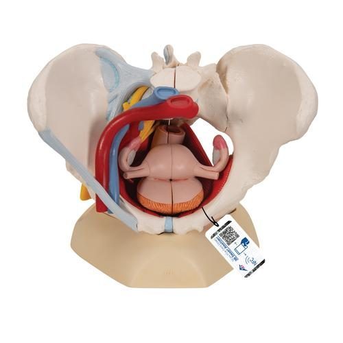 Kvinnlig bäckenmodell med ligament, kärl, nerver, muskler och organ, 6 delar