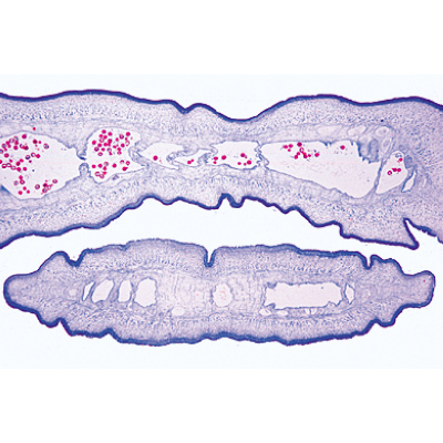 Allmän parasitologi, kort uppsättning - engelska bilder