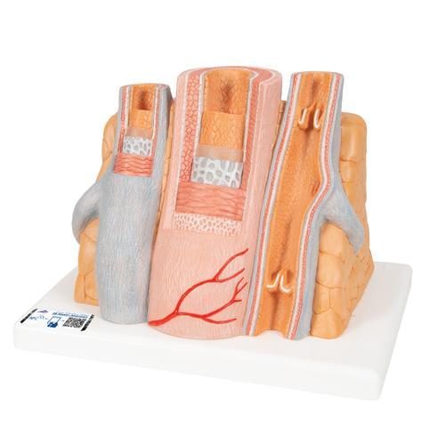 3B MICROanatomy artery and vein model, 14 times enlarged