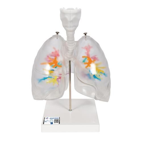 CT-bronkietræsmodel med strubehoved og transparente lunger