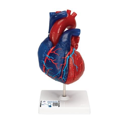 Anatomisches Herzmodell in natürlicher Größe 5-teilig