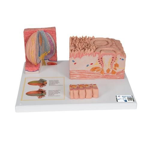3B MICROanatomy human tongue model