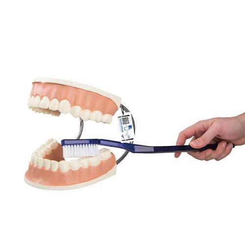 Duży model dentystyczny 3 razy większy od naturalnego
