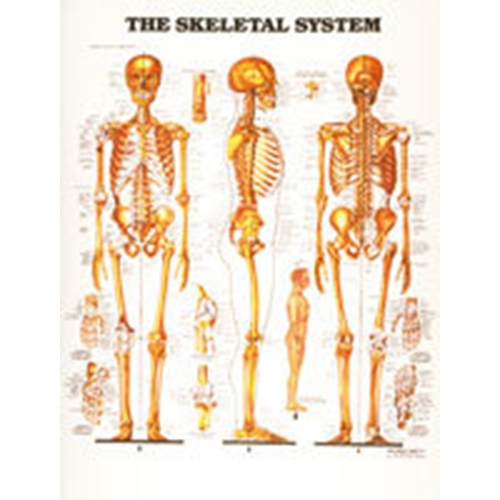 Anatomie-Lehrtafel Skelett - 50x65cm
