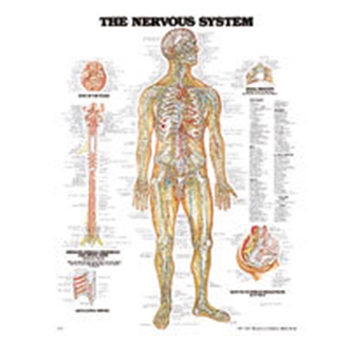Anatomie-Lehrtafel Nerven - 50x65cm