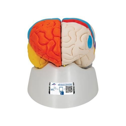 Anatomiczny model ludzkiego mózgu 8 części