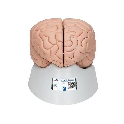 Anatomisches Gehirnmodell 8-teilig