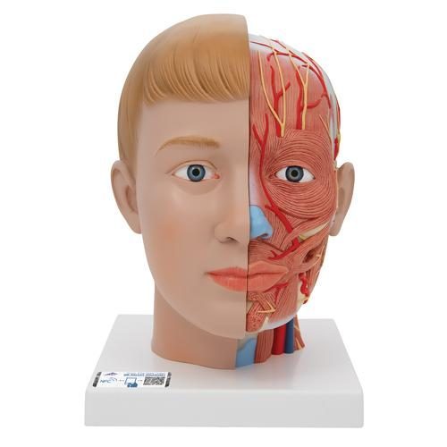 Anatomisches Kopfmodell mit Hals 4-teilig