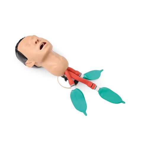Airway management and intubation training model