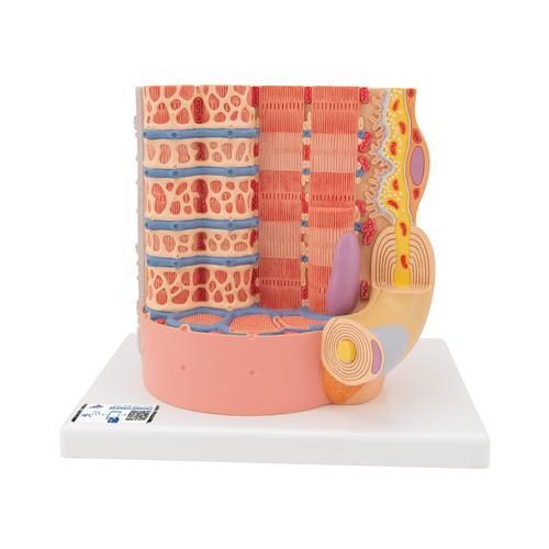 3B MICROanatomy human muscle fibre model, 10,000 times enlarged