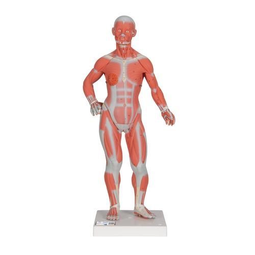 1/3 naturlig størrelse menneskelig muskelfigur 2 dele