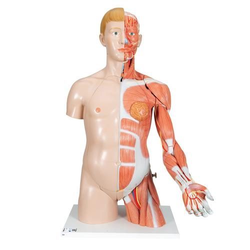 Biseksuel torso-model i menneskelig naturlig størrelse med muskelarm 33 dele