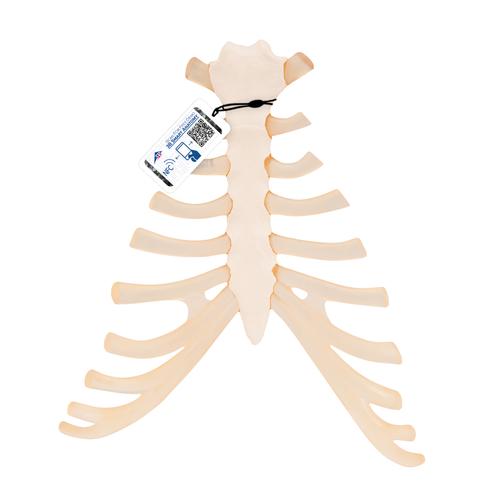 Anatomisk brystbensmodel med ribbensbrusk