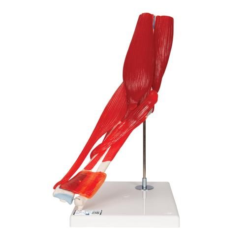 Anatomisk model af menneskets albueled med aftagelige muskler 8 dele