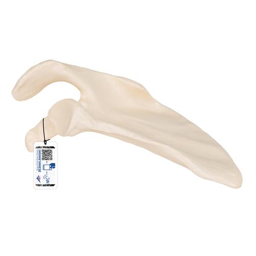 Anatomisk skulderbladsmodel