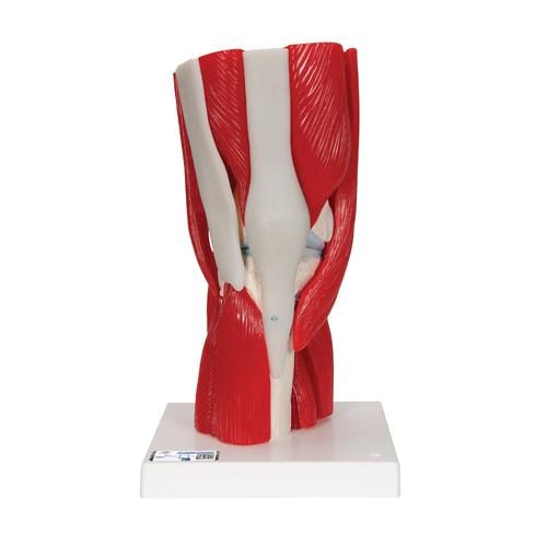 Anatomisches Kniegelenkmodell mit abnehmbaren Muskeln 12-teilig