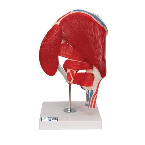 Anatomisk model af menneskets hofteled med aftagelige muskler 7 dele