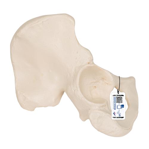 Anatomisk hoftebensmodel