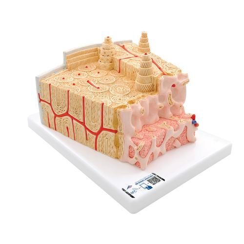 3B MICROanatomy human bone structure, 80 times magnified