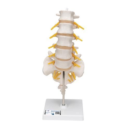 Anatomisk model af den lumbale del af menneskerygsøjlen