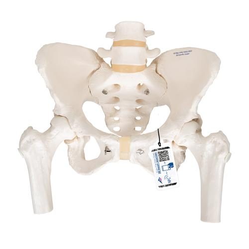 Anatomisk model af kvindeligt bækken med bevægelige lårbenshoveder