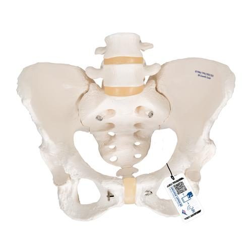 Anatomisk model af kvindeligt bækkenskelet