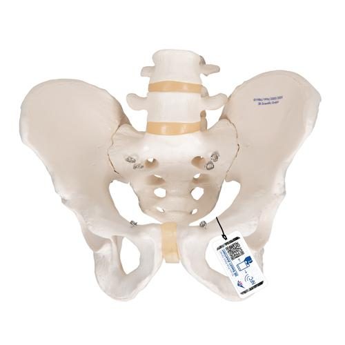 Anatomisk model af mandligt menneskebækken