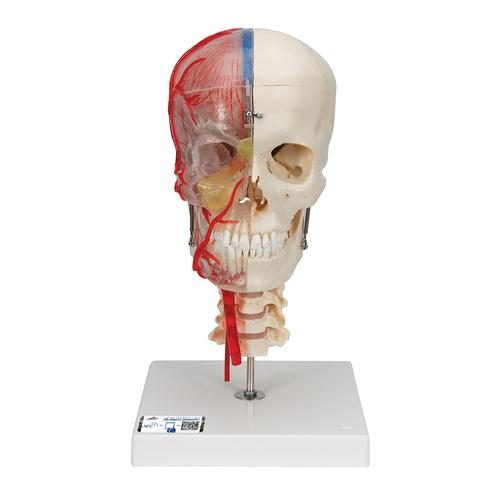 BONElike kraniemodel halvt transparent & halvt knogleagtig med hjerne og hvirvler